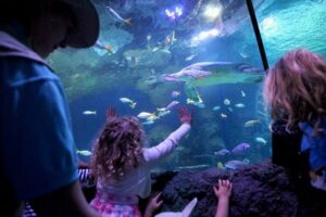 اكواريوم سي لايف مانشستر - Sea Life Manchester