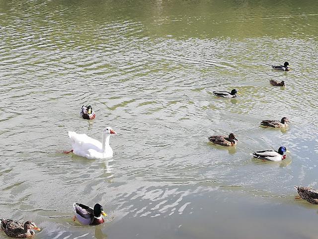 Turtle Lake in Marbella