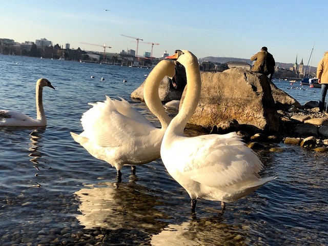 Zurich Lake