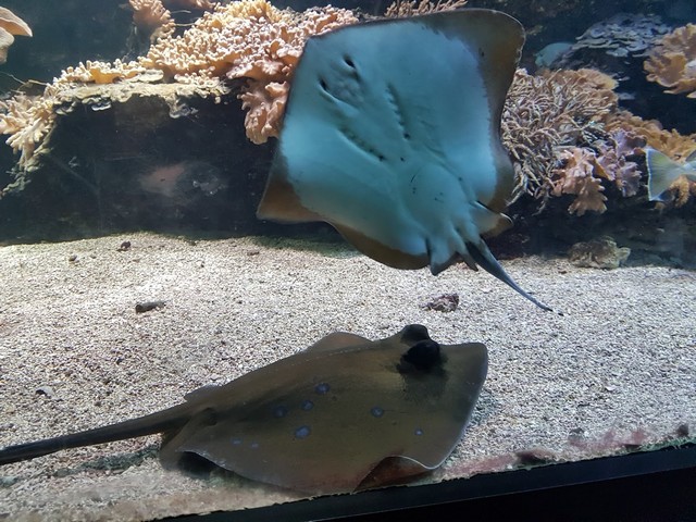 Aquarium in Madrid