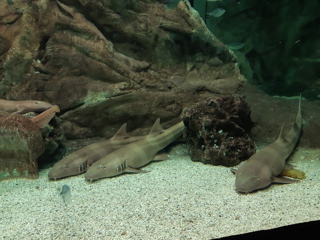 Madrid Aquarium