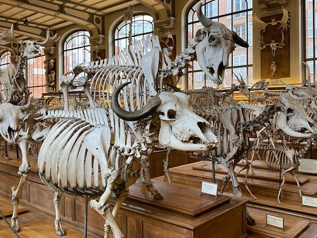 popular things to do in Paris