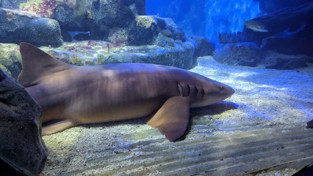 Sea Life Centre Birmingham