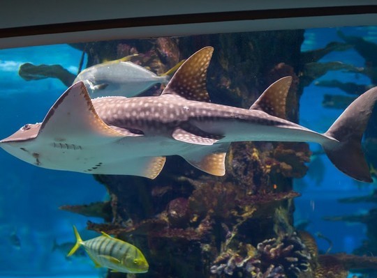 اكواريوم تروبيكاريوم بودابست - Tropicarium Oceanarium Kft