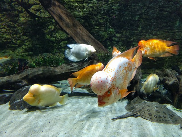 اكواريوم تروبيكاريوم بودابست - Tropicarium Budapest