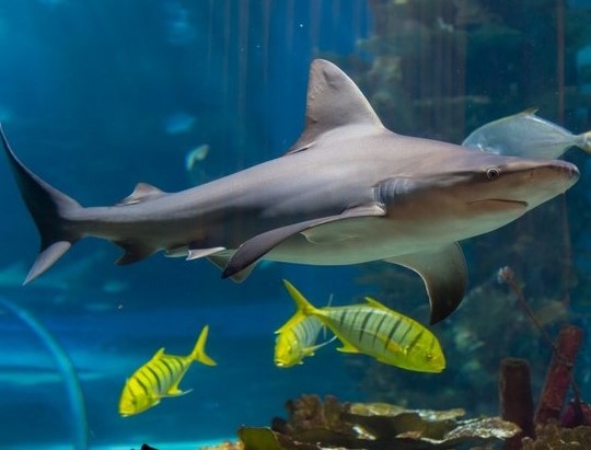 اكواريوم تروبيكاريوم في بودابست - Tropicarium Budapest
