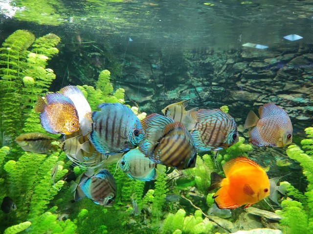 اكواريوم تروبيكاريوم في بودابست - Tropicarium Oceanarium Kft