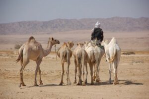 منتزه وادي الجمال الوطني مرسى علم