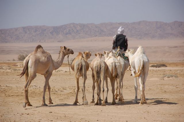 top things to do in Marsa Alam