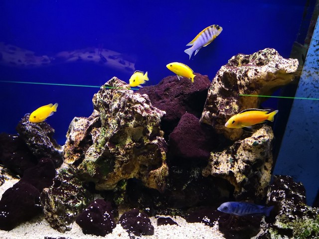 المتحف السويدي للتاريخ الطبيعي في ستوكهولم - Museum of Natural History Stockholm