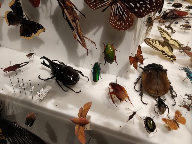 المتحف السويدي للتاريخ الطبيعي ستوكهولم - Museum of Natural History Stockholm