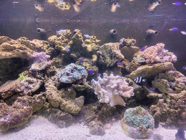 مركز سنغافورة للعلوم - Science Centre Museum Singapore