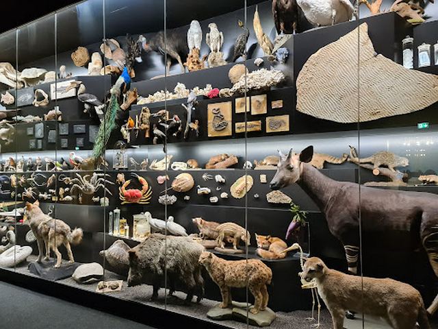 متحف سينكنبرج للعلوم الطبيعيه - Senckenberg Museum
