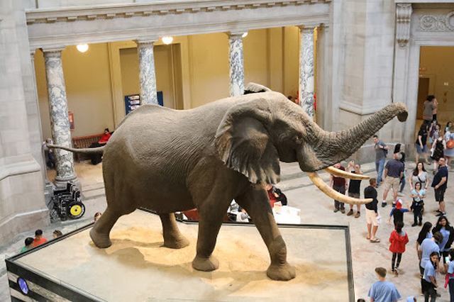 Smithsonian National Museum of Natural History Washington
