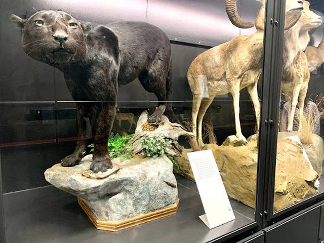 متحف بيتي للتنوع البيولوجي في فانكوفر - Beaty Biodiversity Museum