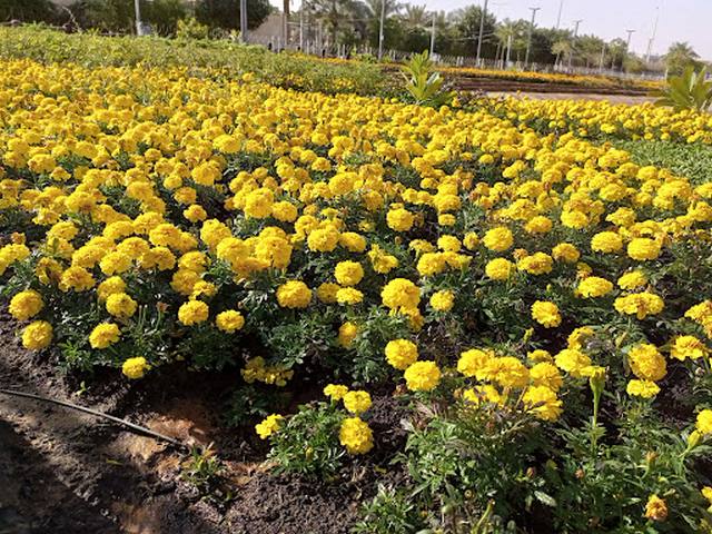 Flowers Garden in Riyadh