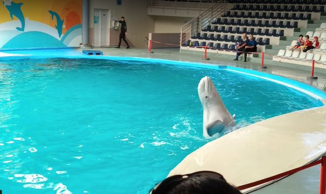 Istanbul Dolphinarium