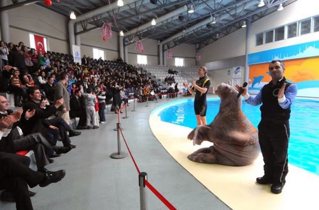 Istanbul Dolphinarium