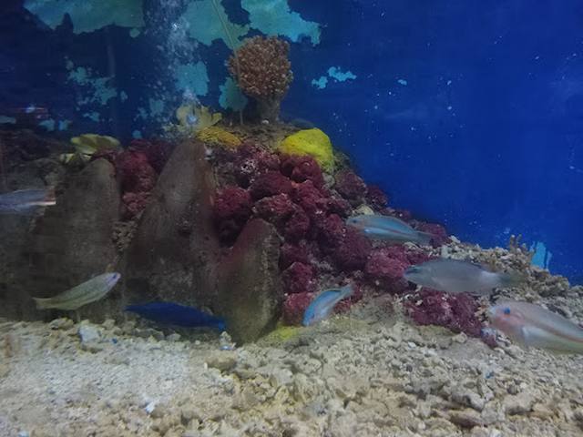 Hurghada Marine Museum & Aquarium