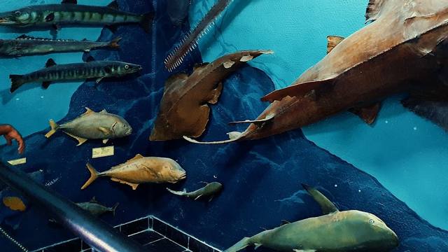 Hurghada Marine Museum & Aquarium