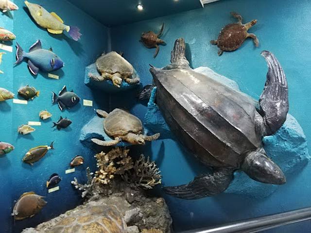 Marine Museum & Aquarium in Hurghada
