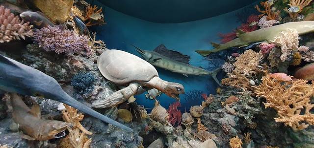 Hurghada Marine Museum & Aquarium