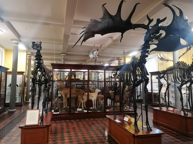 Natural History Museum Dublin