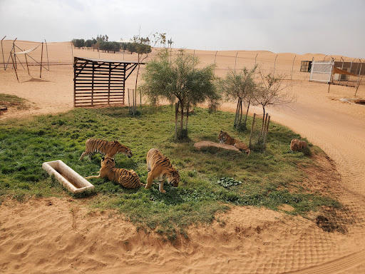 Riyadh Safari