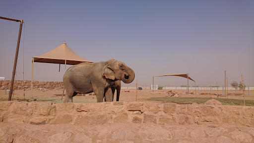 Riyadh Safari