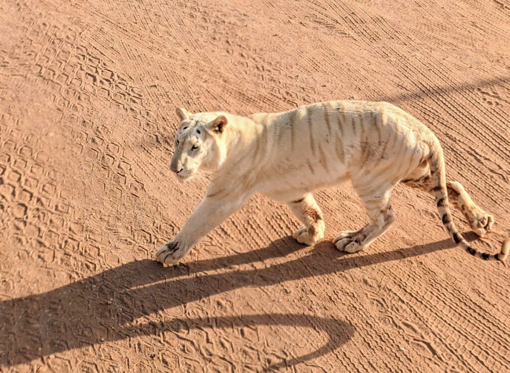 Riyadh Safari