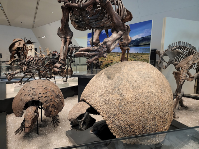 متحف أونتاريو الملكي في تورنتو - Royal Ontario Museum Toronto