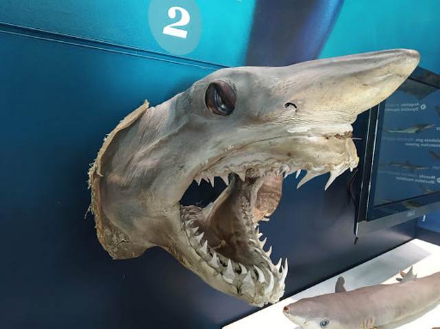 Sea Museum Alborania in Malaga - متحف البورانية