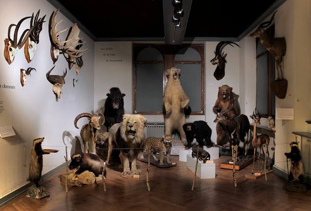 متحف ستراسبورغ للحيوانات - Strasbourg Zoological Museum