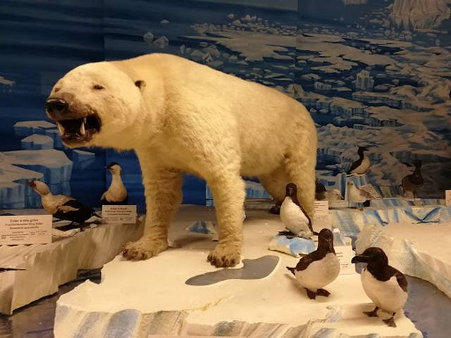 متحف ستراسبورغ للحيوانات - Strasbourg Zoological Museum