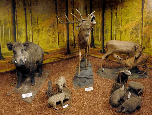 متحف ستراسبورغ للحيوانات - Strasbourg Zoological Museum
