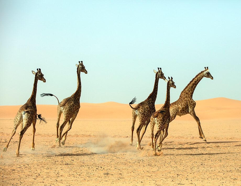 Nofa Wildlife Park Riyadh