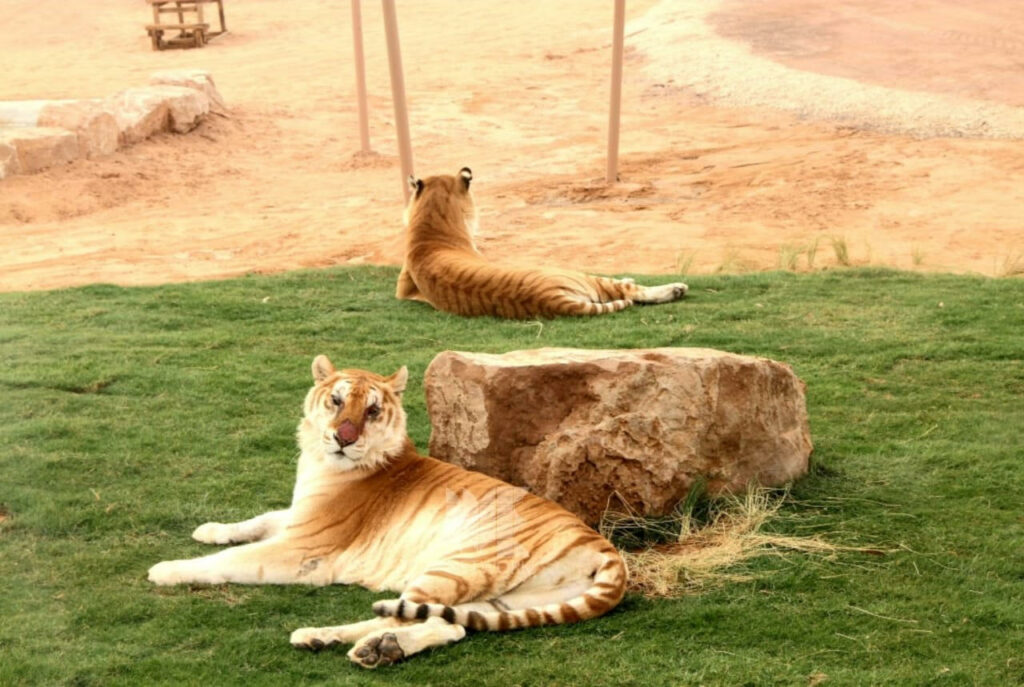 Nofa Wildlife Park Riyadh
