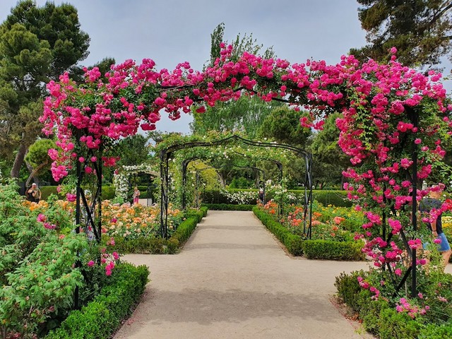 Rose Garden in Madrid
