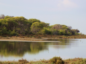 بحيرة اكياتان أضنة - Akyatan Lake Adana