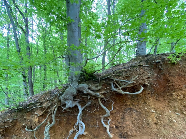 Belgrade Forest Istanbul