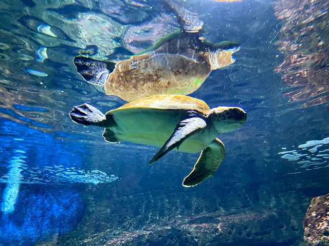 CretAquarium Crete
