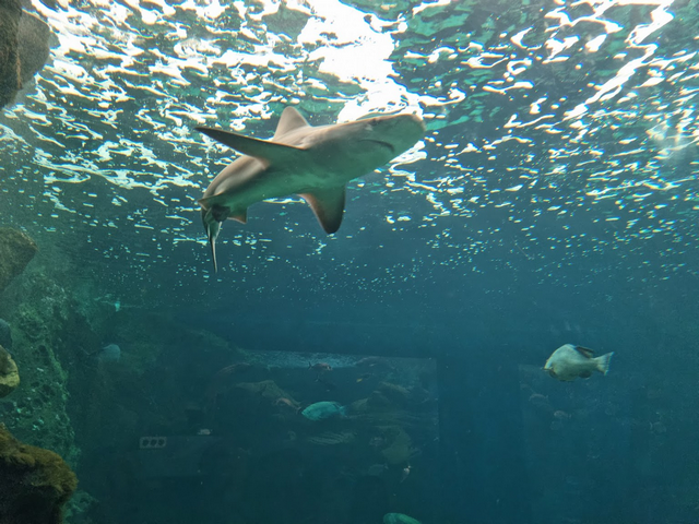 CretAquarium Crete
