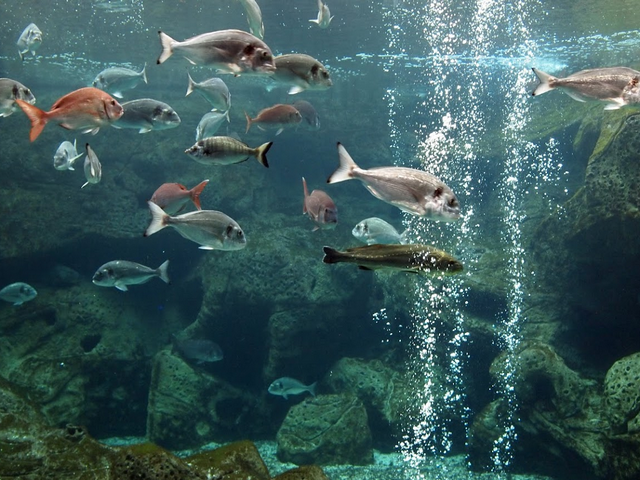 CretAquarium in Crete
