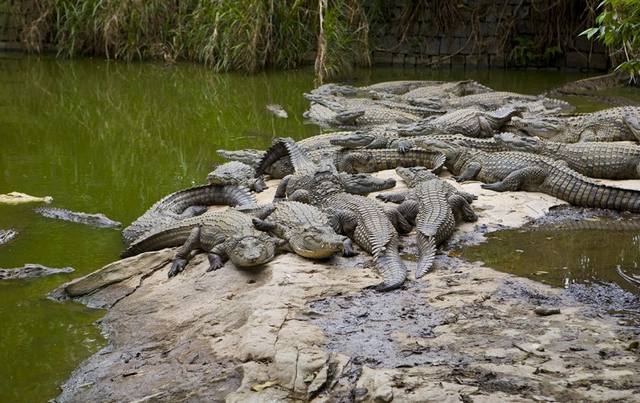 Dubai Crocodile Park
