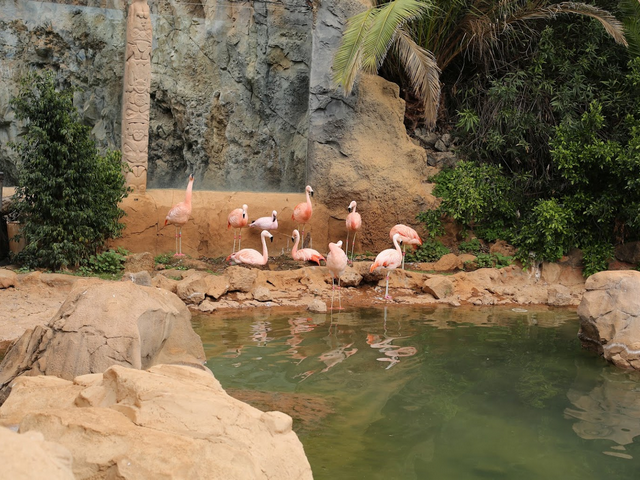 Jungle Park Canary Islands