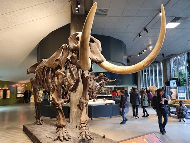 La Brea Tar Pits and Museum in Los Angeles