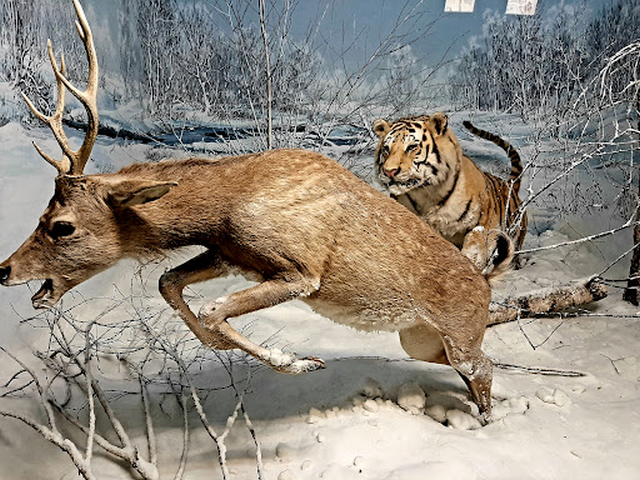 متحف ميلانو للتاريخ الطبيعي ميلان - Milan Natural History Museum