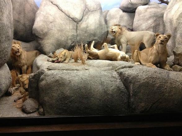 Natural History Museum of Los Angeles County