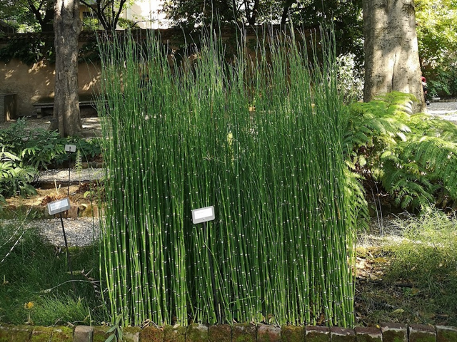 حديقة بريرا النباتية ميلان - Brera Botanical Garden