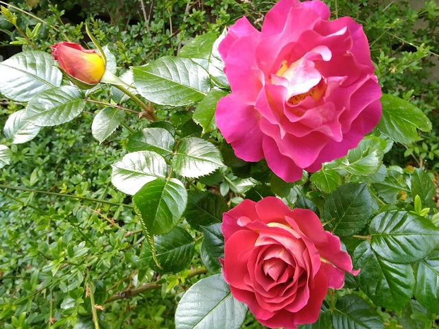 حديقة بريرا النباتية ميلان - Brera Botanical Garden